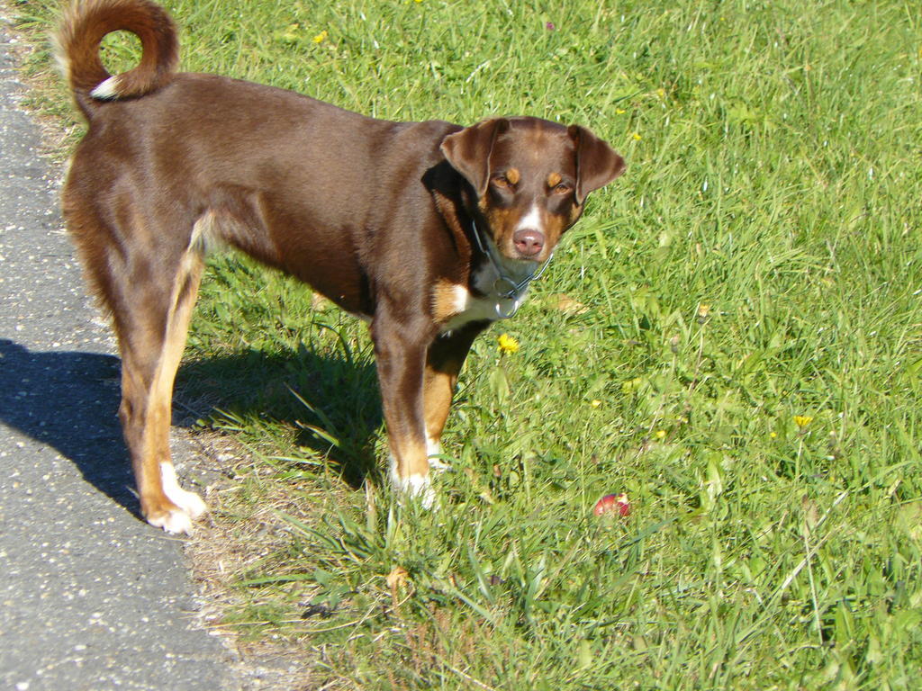 Bauernhof Bachrain Vila Taxenbach Exterior foto